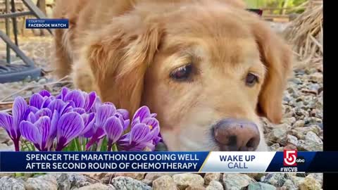 Wake Up Call: Spencer the Marathon dog doing well after chemo