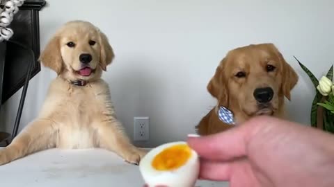 Dog Reviews Food with Baby Puppy/ Tucker Taste Test 20.