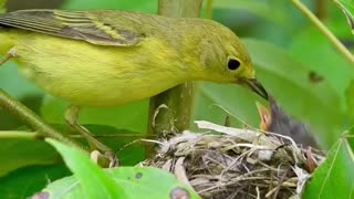 Birds mother feeding their hungry barbies