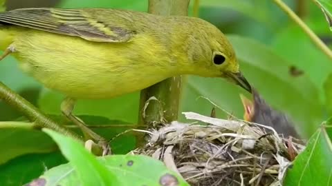 Birds mother feeding their hungry barbies