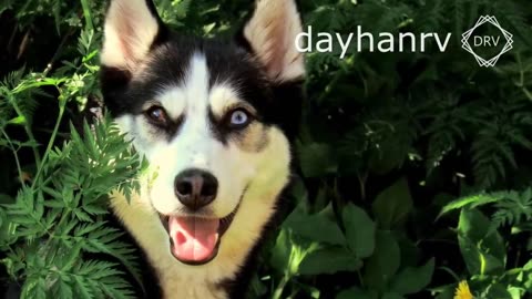 DOGS BARKING to Make your Dog Bark | 11 Dog Breeds Barking Sound Effects HD