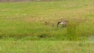 They got babies!!!! Baby geese!!!