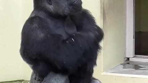 Silverback curious about thunder