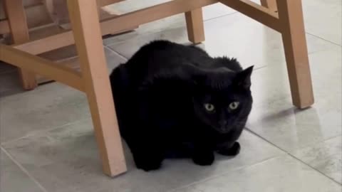 Adopting a Cat from a Shelter Vlog - Cute Precious Piper Guards the Dining Room Chair Area #shorts