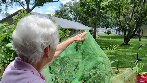 Monarchs given freedom by my friend and neighbor Sandra