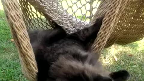Cat adorably tries to relax in hammock