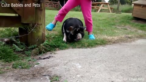 Funny Different Animals Chasing and Scaring People