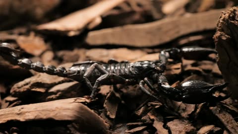 Black scorpion 🦂