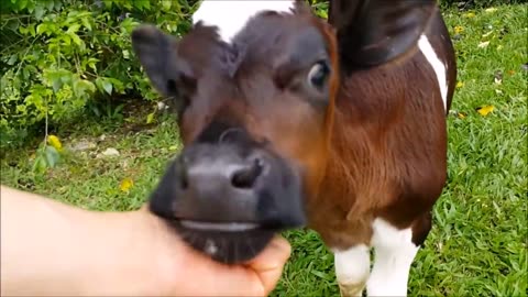 Cows Go Moo (Baby Edition) - CUTEST Compilation
