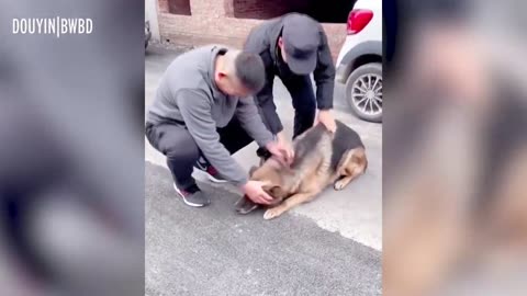 Former Police Dog 'Cries' After Reuniting With Handler She Hasn't Seen For Years