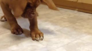 Puppy Can't Handle First Ice Cube Experience