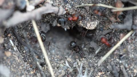Ants in an anthill