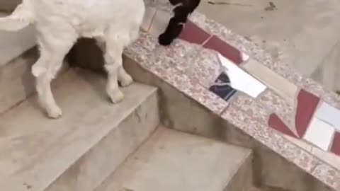 Goat's children slipped while playing slippery