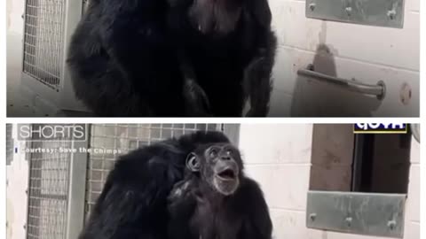 Chimpanzee Vanilla seeing the sky for the first time