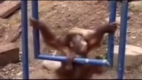 Sad monkey hits his head on swing😭😭