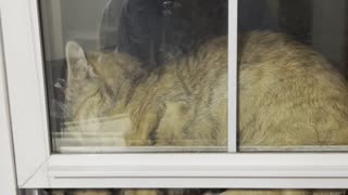 Cat Somehow Stuck Between Two Windows