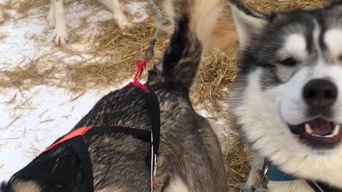 Husky Dog Sledding & Mushing Experience in Fairbanks, Alaska a family from Delawar in December 2022