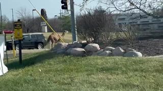 Kansas Camel Struts Down Street