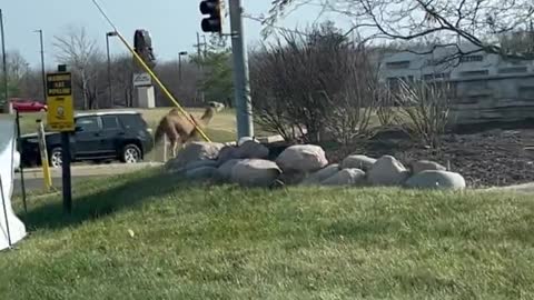 Kansas Camel Struts Down Street