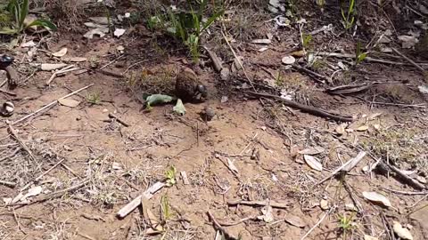 Beetle rolling a dung