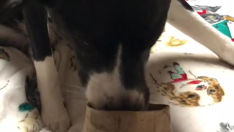 Gentle dog eats popcorn from bag