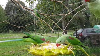 Alexandrine parakeet, slow motion