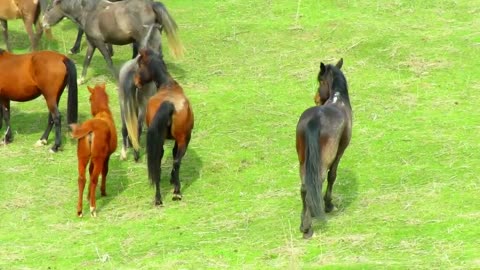 wow horses meeting super meeting of horses, 2022