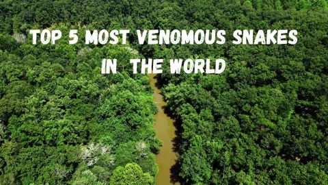 5 top most venomous snake in the world