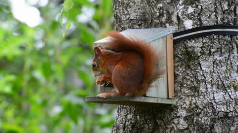 cute squirrel eatting