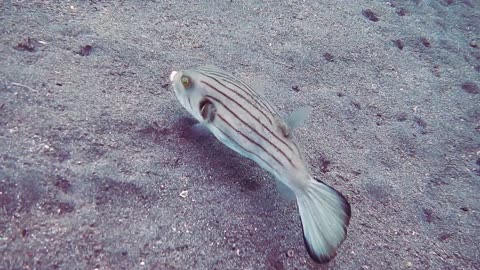 A Striped Fish