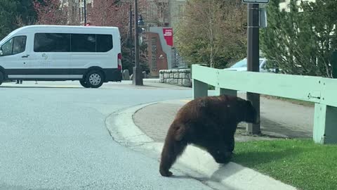 Jaywalking Bear Pauses to Poop on Road