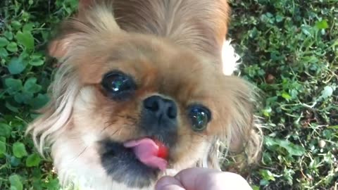 Pekingese eats cherries 😍💓