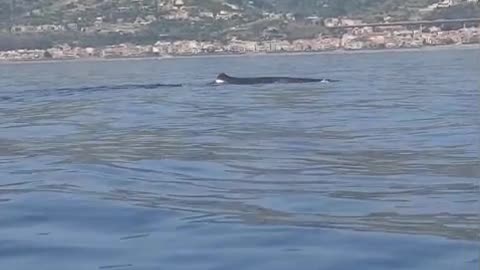 Cetaceo nello stretto di Messina