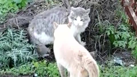 Cat Fight over territory.