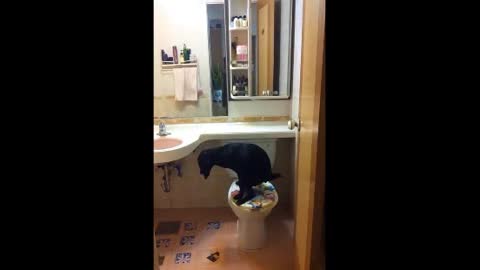 Smart dog knows how to use the toilet!