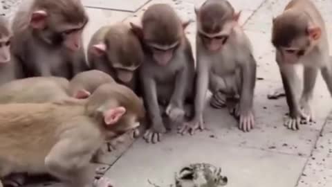 Monkey and kekda funny video