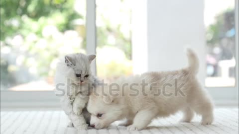 Cute tabby kitten and siberian Husky play in the bed at an epic slow motion.