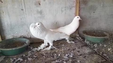 Very Beautiful Pigeon