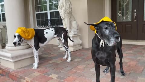 Great Danes don_t want to get their rain hats wet