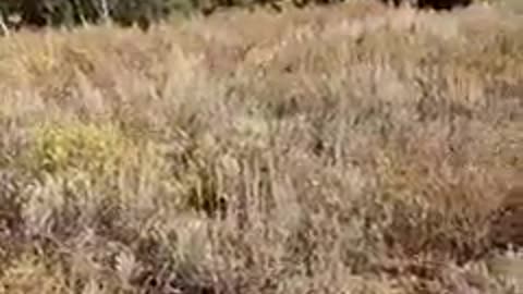 A cougar stalking to attack held off by firearm