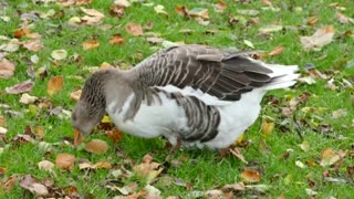 Watch the white goose eating the green grass on the countryside farm