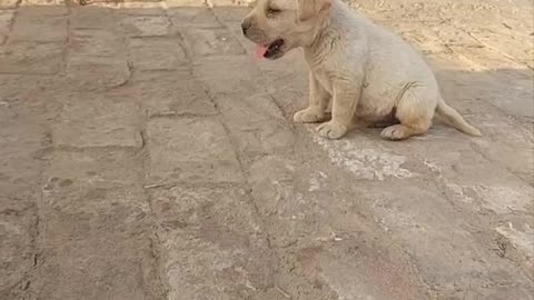 Adorable Puppy Yawns at the Camera: A Must-See Video for Dog Lovers! #youtubeshorts #shorts #lovely