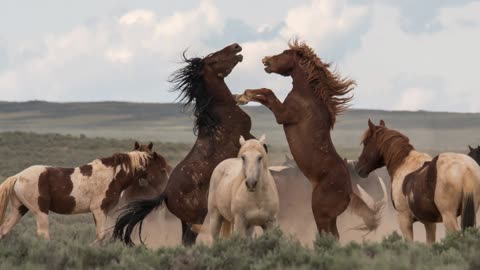 Part 2 Wild Horses in Wyoming Photography by Karen King
