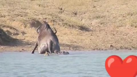 Hippo Saves Wildebeest from Crocodile