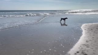 GSP Beach Dog