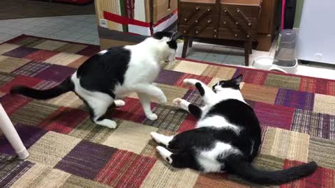 Kitty Wrestling Match