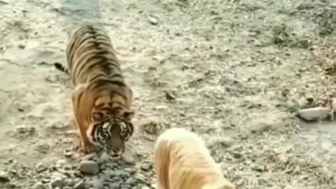 Funny tiger video