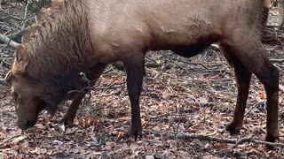 Very Modest Elk