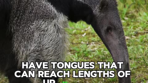 Anteater's DANGEROUS Tongue | #shorts #animals #anteater
