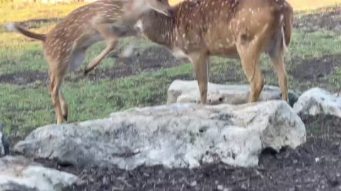 Fawn stretches his legs!